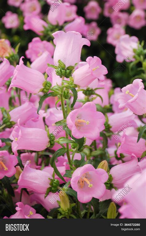 Pink Campanula Flowers Image And Photo Free Trial Bigstock