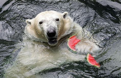 Lake Superior Zoo’s Summer Wish List