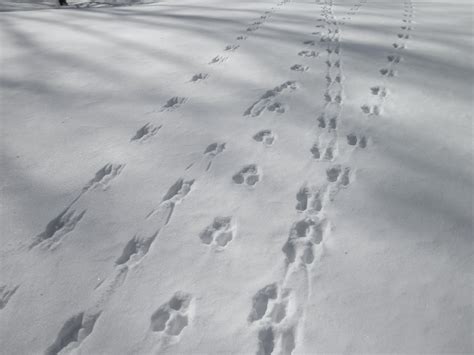Nature On The Edge Of New York City Animal Tracks In Sand And Snow