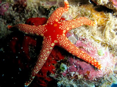 Peppermint Sea Star Fromia Monilis Palau Photo 3 Tropical Reefs