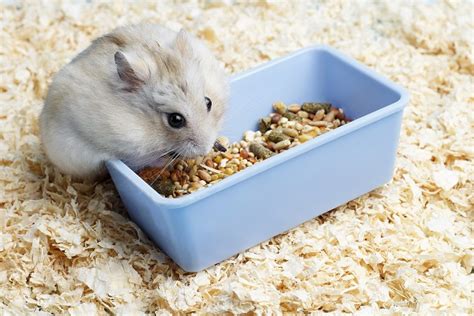 Cinco Opções De Ração Para Hamster Petlove