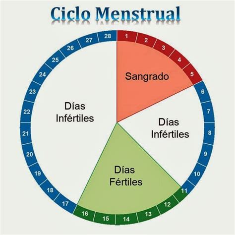 Tu Salud Ciclos Menstrual