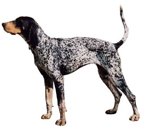 Bluetick Coonhound Fetchem Puppies