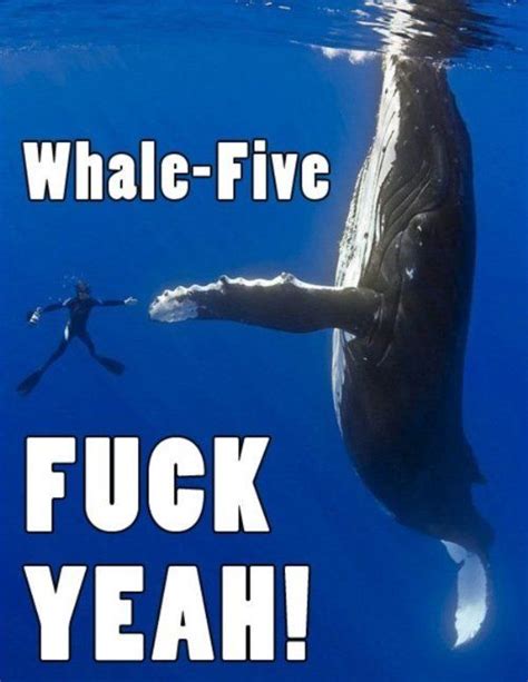 I Wanna Go See The Whales Haha Funny Whale Funny Photos