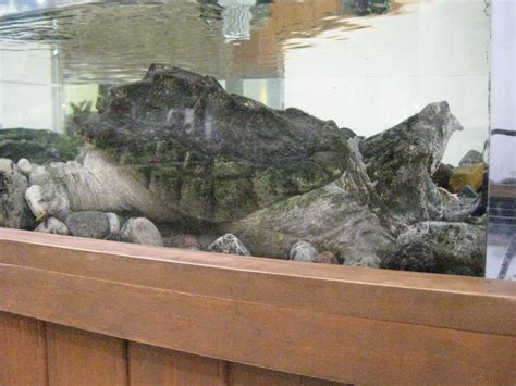 Alligator Snapping Turtle Raymies Zoo