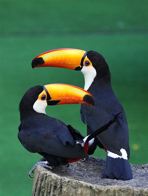 Tropical Animals Tropical Birds Exotic Birds Colorful Birds Exotic
