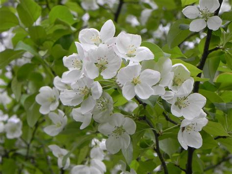 Tree That Has White Flowers Flowers Cjk