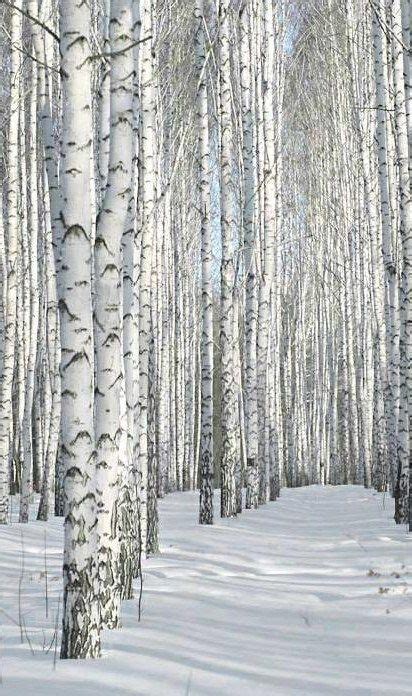 Pin By Ajsa L On Dreams In White Aspen Trees Photography Birch Tree