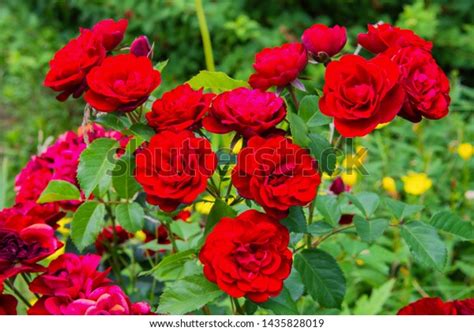 Closeup Bunch Red Roses Garden Flowering Stock Photo 1435828019