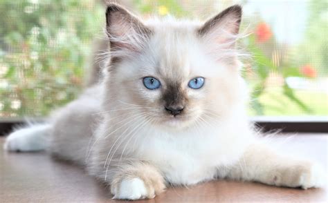 They are not overly demanding or hyper but they do enjoy attention and affection from their companions. Ragdoll Cats For Sale | Orlando, FL #243600 | Petzlover