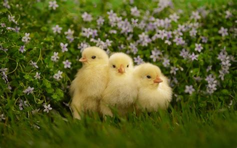 Three Cute Chicks Hd Wallpaper Background Image 1920x1200