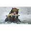 Brown Bear Eating Fish In Water  HD Wallpapers
