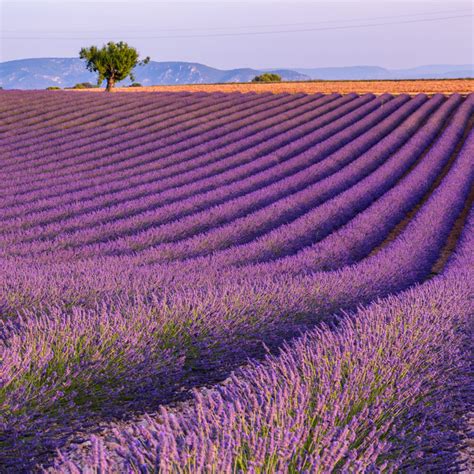 The Most Beautiful Lavender Fields To Visit In Provence France