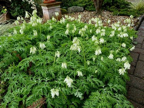 Dicentra Formosa Aurora Is A Perennial Plant To Seriously Consider