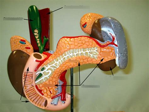 Lab 10 Model Of Liver Gall Bladder Pancreas And Duodenum Diagram