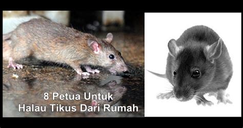 Seandainya ustadz diminta mengusir makhluk gaib yang mengganggu suatu rumah, apa yang dapat dilakukan? 8 Petua Untuk Halau Tikus Dari Rumah | Islam Itu Indah