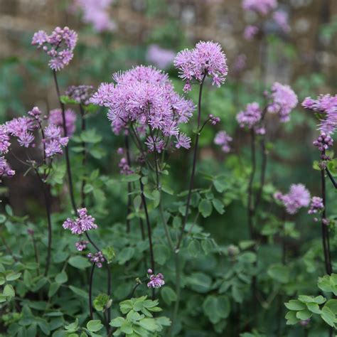 Buy Meadow Rue Thalictrum Aquilegiifolium £699 Delivery By Crocus