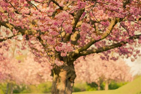 Cherry Blossom Tree In Close Up Photo · Free Stock Photo