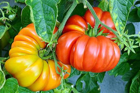 The Best Heirloom Tomato Varieties Gardeners Path