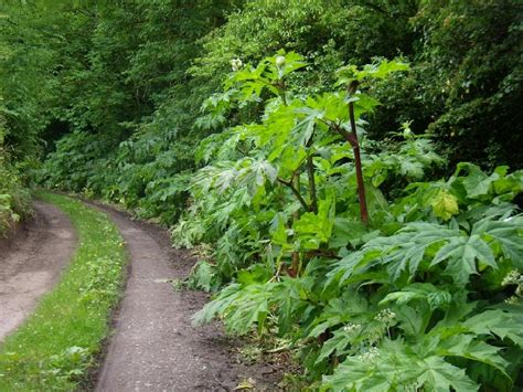 Giant Hogweed Image Gallery Japanese Knotweed And Invasive Plant