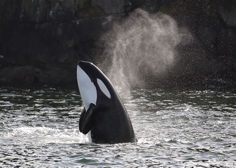 Isla De Vancouver En Busca De Orcas Altmarius