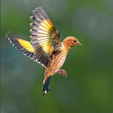 What Is The Smallest Garden Bird In The Uk British Garden Birds
