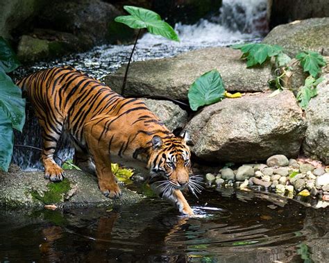 Magical Nature Tour Sumatran Tiger Wild Cats Tiger Pictures