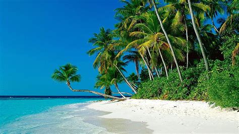 Hd Wallpaper Green Coconut Tree Beach Nature Tropical Palm Trees