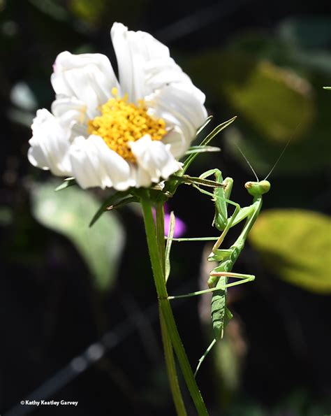 How A Praying Mantis Seizes The Day Bug Squad Anr Blogs