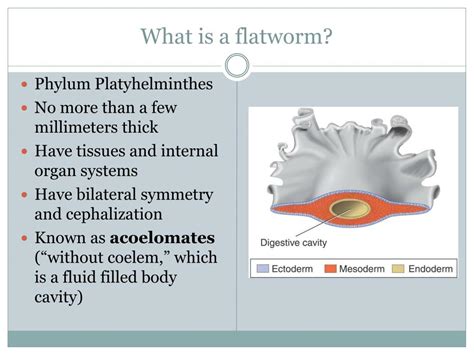 Ppt Worms And Mollusks Powerpoint Presentation Free Download Id