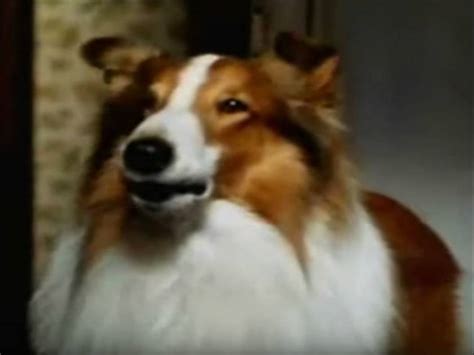 Bande Annonce Du Film Lassie 1994 Vidéo