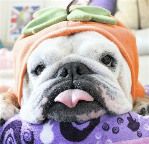 Pin by Siroinksalot on Animals | English bulldog, Cute ...