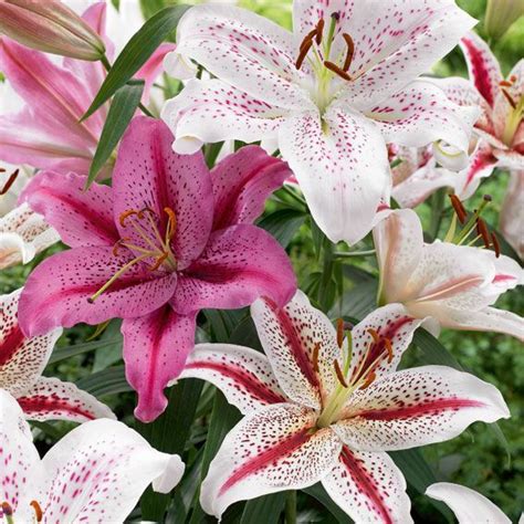 Bestellen sie bequem von zu hause aus blume für ihre liebsten. Lilien Pflanzen und Blumen - Kaufen Holz-Haus.de Garten ...