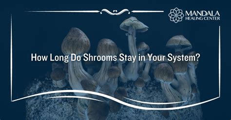 How Long Do Shrooms Stay In Your System Mandala Healing