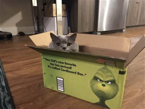 Cats In Boxes Funny Animal Memes Funny Animal Pictures Cute Funny