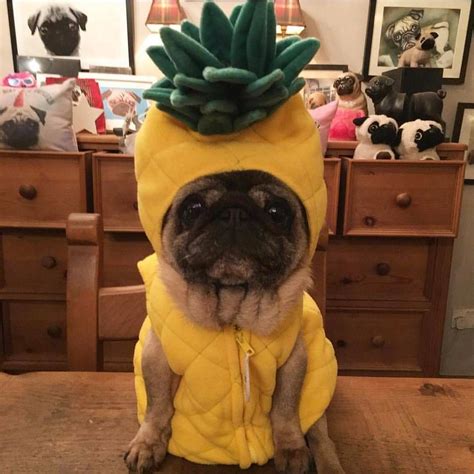 1336 Likes 23 Comments Pawsomepugs For Features Pawsomepugs On