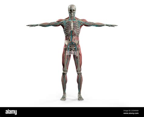 Human Body Anatomy Organs Full Figure High Resolution Stock Photography