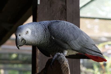 Animal World Birds Parrot African Grey Parrot Plumage Exotic Bird