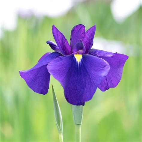 Elegant Japanese Iris For Sale Online Temple Bells Easy To Grow Bulbs