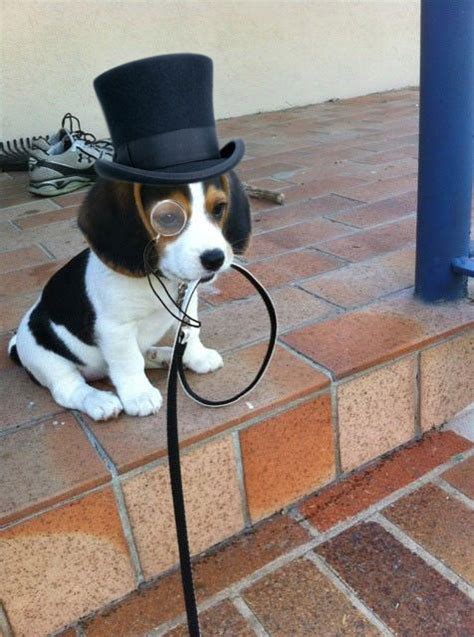 11 Best Dogs Wearing Top Hats Images On Pinterest