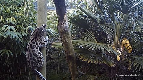 Margay Leopardus Wiedii Youtube