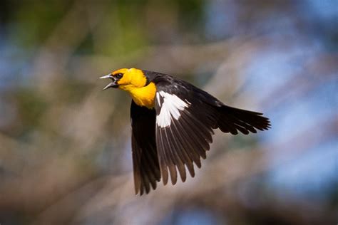 World Beautiful Birds Yellow Headed Blackbirds Interesting Facts And Latest Pictures