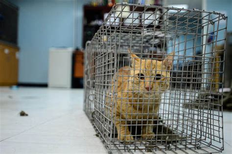 200 Feral Cats Tnred And Sterilized At Former Us Air Force Base In