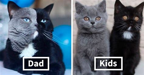 Two Toned Cat Becomes Father Of Kittens In Each Of His Distinctive