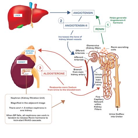 How Kidney Regulate Blood Pressure