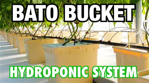 How To Set Up A Bato Bucket Hydroponic System Youtube