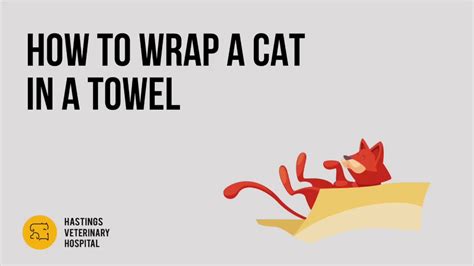 How To Wrap A Cat In A Towel Hastings Veterinary Hospital Youtube