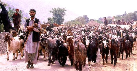Kategori:personer fra jammu og kashmir (nb); 25 Mobile Schools to Migrate with Kashmir's Nomadic ...
