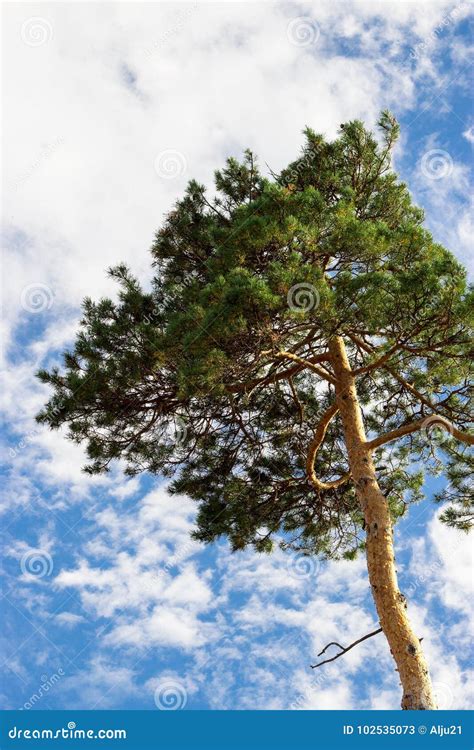 Alone Cedar Tree Cedar Pine Against Blue Sky With Clouds Backg Stock