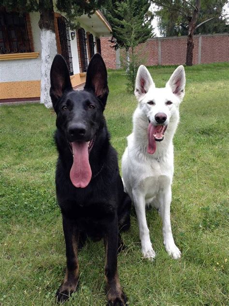 Black And White German Shepherds I Want German Shepherd Dogs Dog